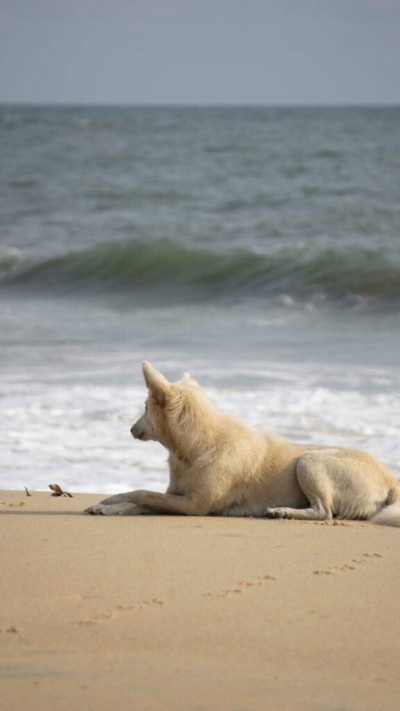 犬